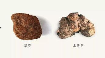 原神白术最新爆料图片,神秘仙子降临，神秘技能引期待